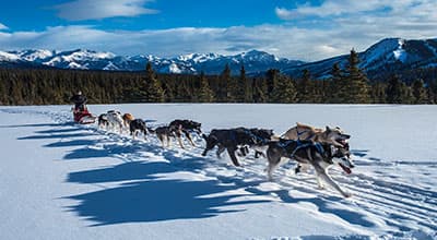 Dogs, sled, snow
