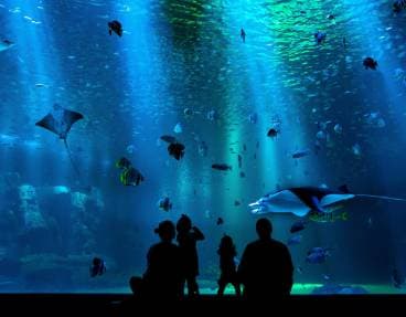 Partez à la rencontre d'animaux marins	
