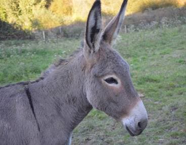 Let yourself be tempted by a donkey ride