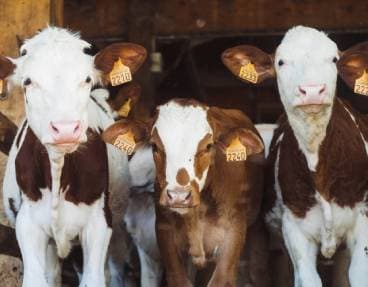 Visite de la Ferme des Etroits 