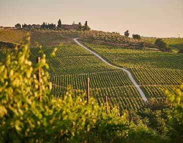 Le petit train des vignobles de Champagne