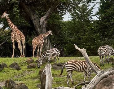 Et, les animaux terrestres ?	