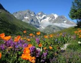 Jardin du Lautaret