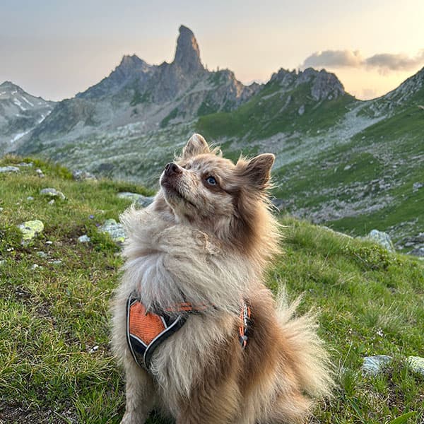 Chien en montagne