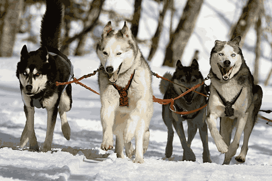 Dog sledding, a memorable adventure 