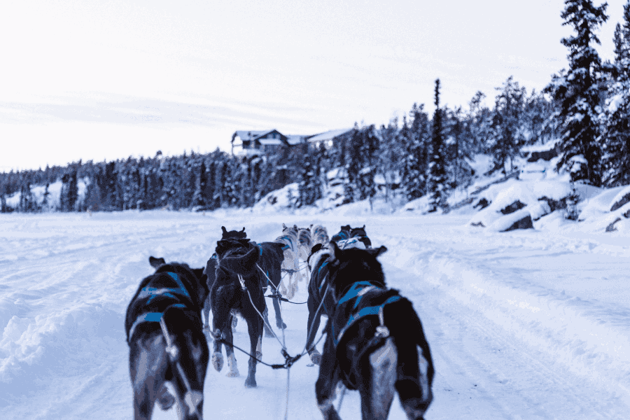 Des chiens, un traîneau, de la neige